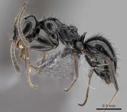 Lepisiota capensis - CASENT0264032