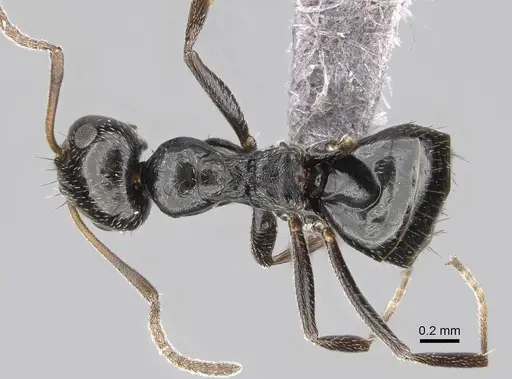 Lepisiota capensis - CASENT0264034