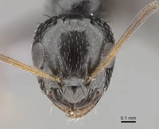 Lepisiota capensis - CASENT0264034