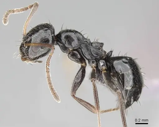 Lepisiota capensis - CASENT0264034