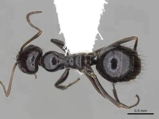 Lepisiota capensis - CASENT0280474