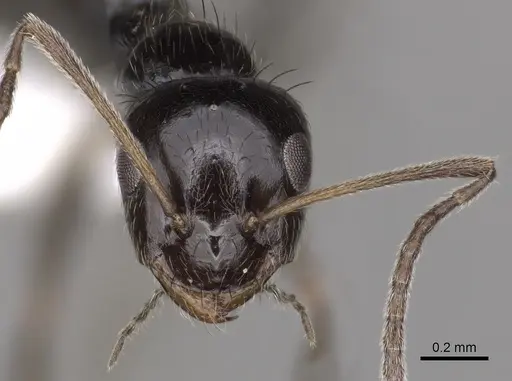 Lepisiota capensis - CASENT0280474