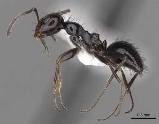 Lepisiota capensis - CASENT0280474