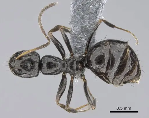 Lepisiota capensis - CASENT0785815