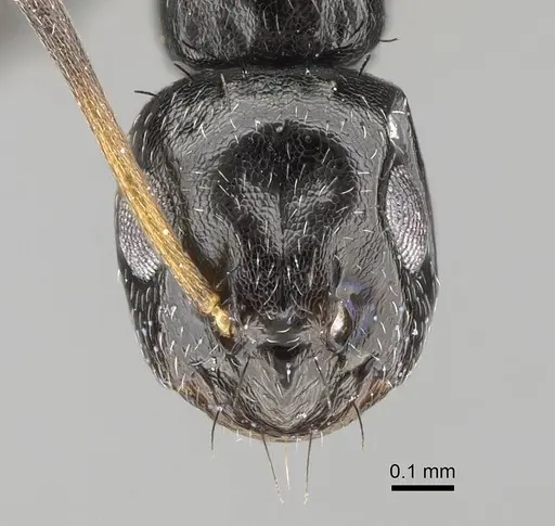 Lepisiota capensis - CASENT0785815