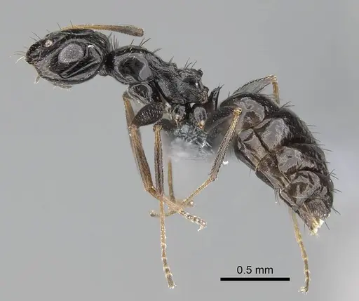 Lepisiota capensis - CASENT0785815