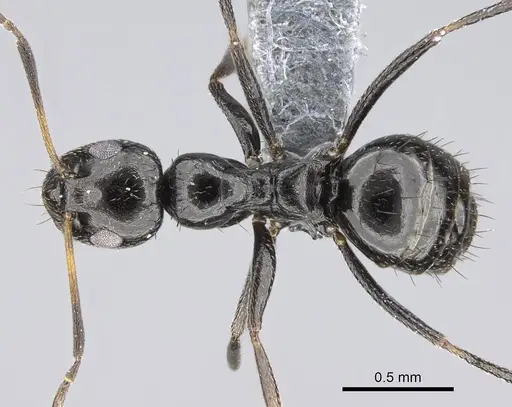 Lepisiota capensis - CASENT0785816