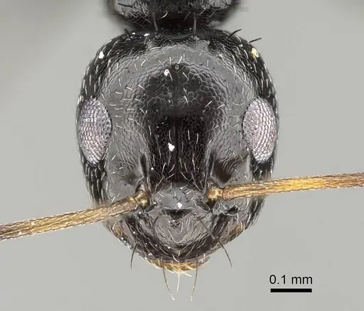 Lepisiota capensis - CASENT0785816