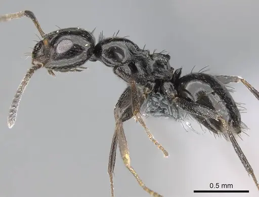 Lepisiota capensis - CASENT0785816