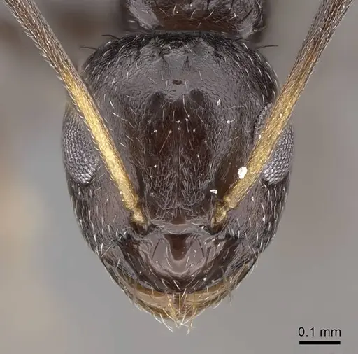 Lepisiota capensis - CASENT0785969