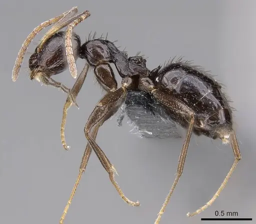 Lepisiota capensis - CASENT0785969