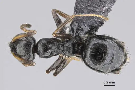 Lepisiota capensis - CASENT0822220