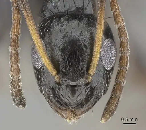 Lepisiota capensis - CASENT0822220