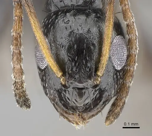 Lepisiota capensis - CASENT0822220