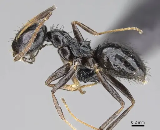 Lepisiota capensis - CASENT0822220