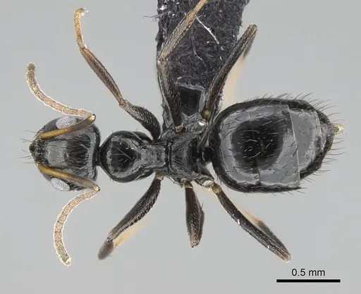 Lepisiota capensis - CASENT0822225