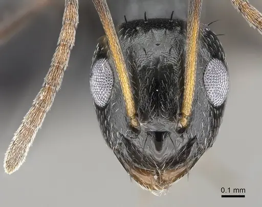 Lepisiota capensis - CASENT0822225