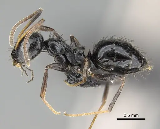 Lepisiota capensis - CASENT0822225