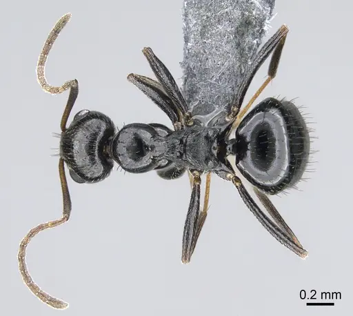 Lepisiota capensis - CASENT0861511