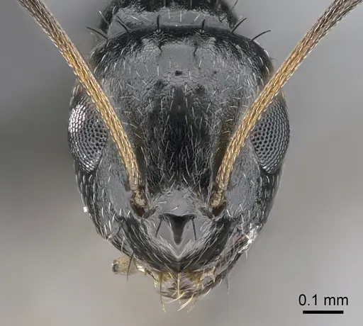 Lepisiota capensis - CASENT0861511