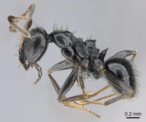 Lepisiota capensis - CASENT0861511