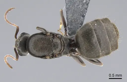 Lepisiota capensis - CASENT0861515