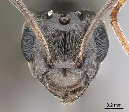 Lepisiota capensis - CASENT0861515