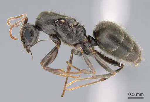 Lepisiota capensis - CASENT0861515