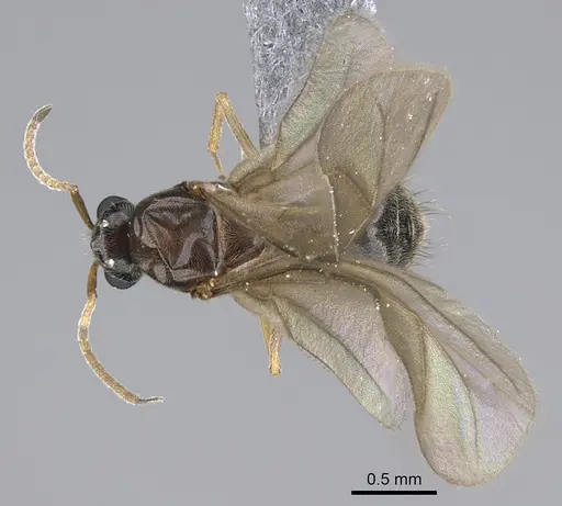 Lepisiota capensis - CASENT0861516