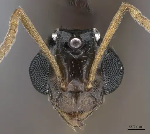 Lepisiota capensis - CASENT0861516