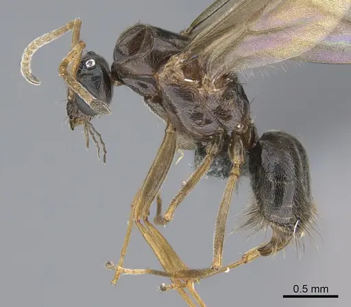 Lepisiota capensis - CASENT0861516