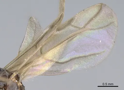 Lepisiota capensis - CASENT0861516