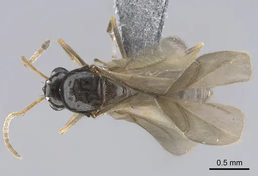 Lepisiota capensis - CASENT0861517