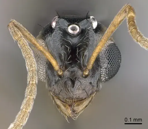 Lepisiota capensis - CASENT0861517