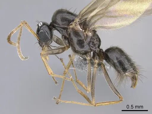 Lepisiota capensis - CASENT0861517