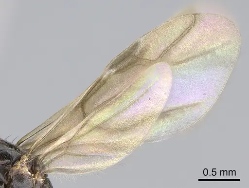 Lepisiota capensis - CASENT0861517