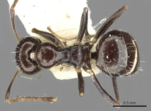 Lepisiota capensis - CASENT0903161