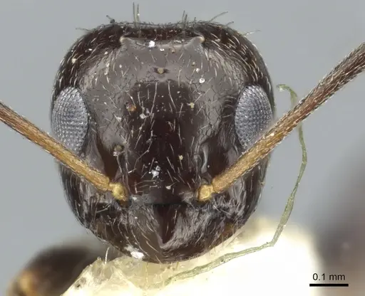 Lepisiota capensis - CASENT0903161