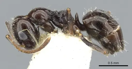 Lepisiota capensis - CASENT0903161