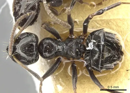 Lepisiota capensis - CASENT0903162