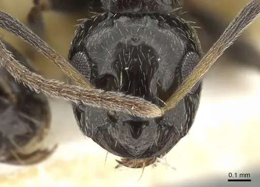 Lepisiota capensis - CASENT0903162