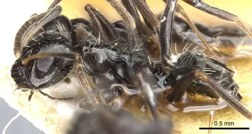 Lepisiota capensis - CASENT0903162