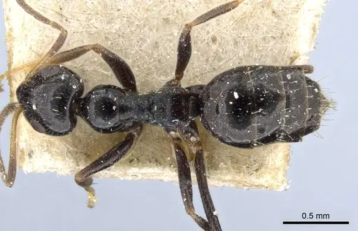 Lepisiota capensis - CASENT0905156