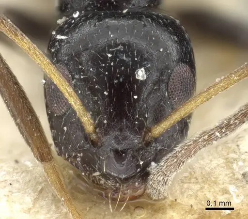 Lepisiota capensis - CASENT0905156