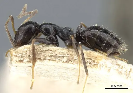 Lepisiota capensis - CASENT0905156