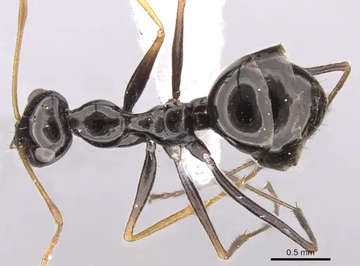 Lepisiota capensis - CASENT0906465