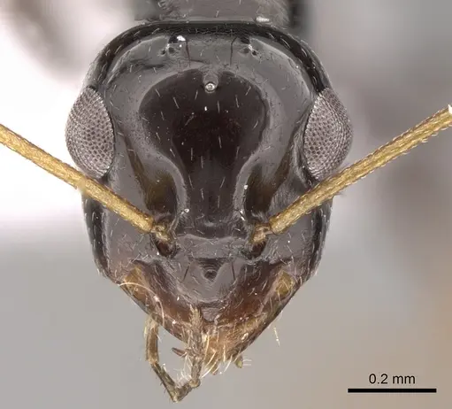 Lepisiota capensis - CASENT0906465