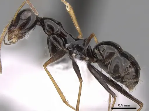 Lepisiota capensis - CASENT0906465