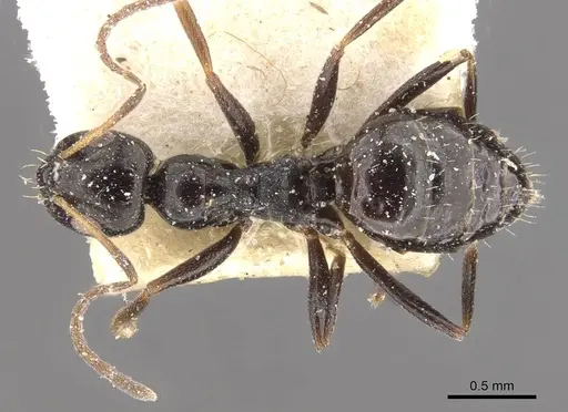 Lepisiota capensis - CASENT0909871