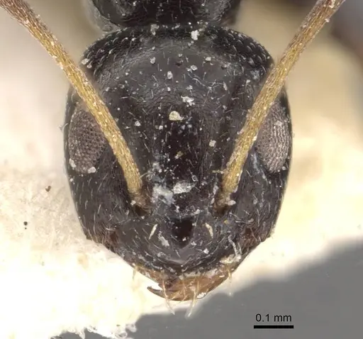 Lepisiota capensis - CASENT0909871